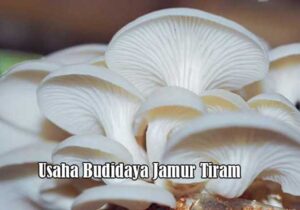 Usaha Budidaya Jamur Tiram
