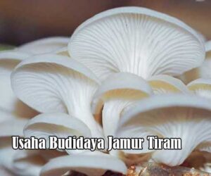 Usaha Budidaya Jamur Tiram
