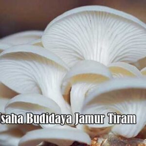 Usaha Budidaya Jamur Tiram