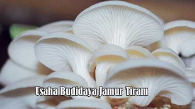 Usaha Budidaya Jamur Tiram
