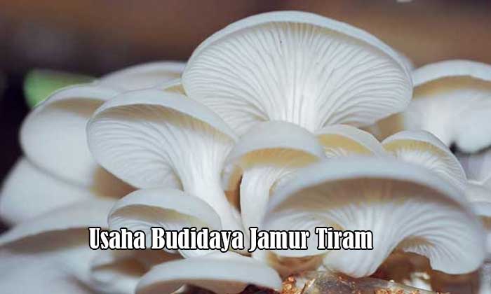 Usaha Budidaya Jamur Tiram